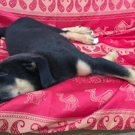 La Dorepontaise Roulotte Kemping Pondaurat