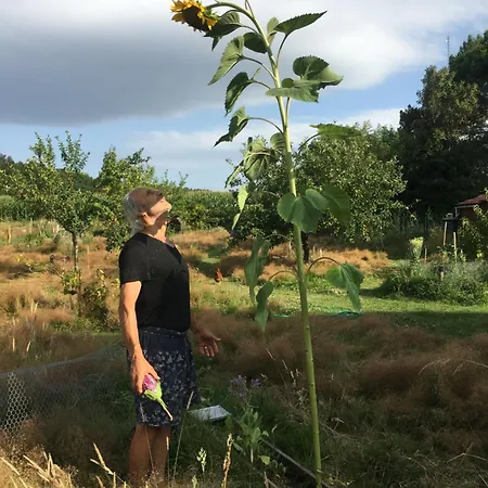 La Dorépontaise Roulotte Camping *