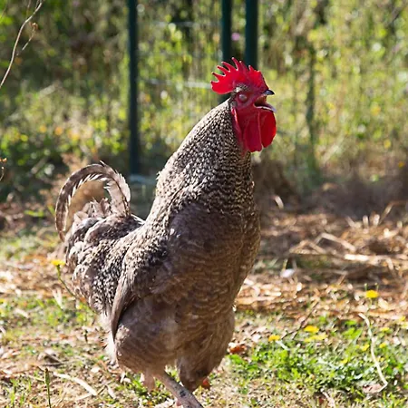 La Dorepontaise Roulotte