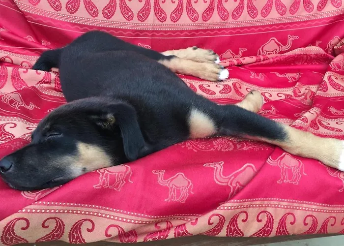 La Dorepontaise Roulotte 캠프장 Pondaurat