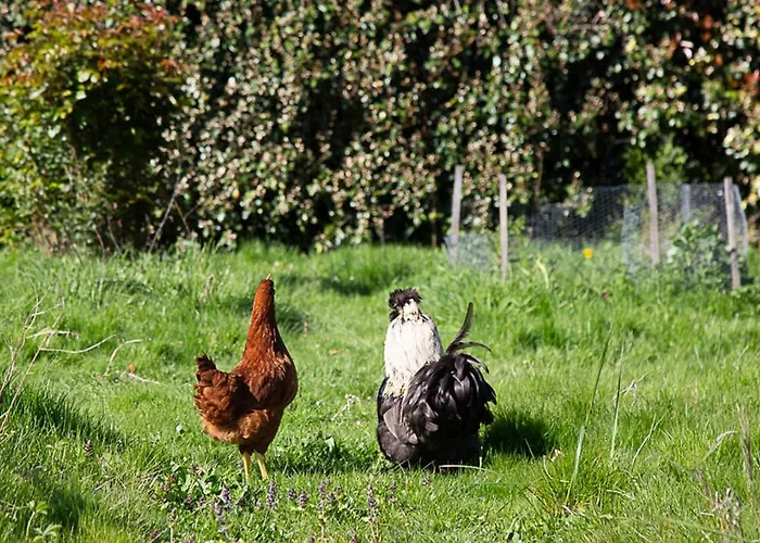 La Dorepontaise Roulotte * Pondaurat