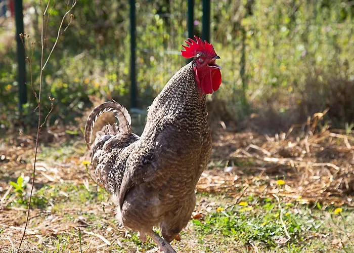 La Dorepontaise Roulotte